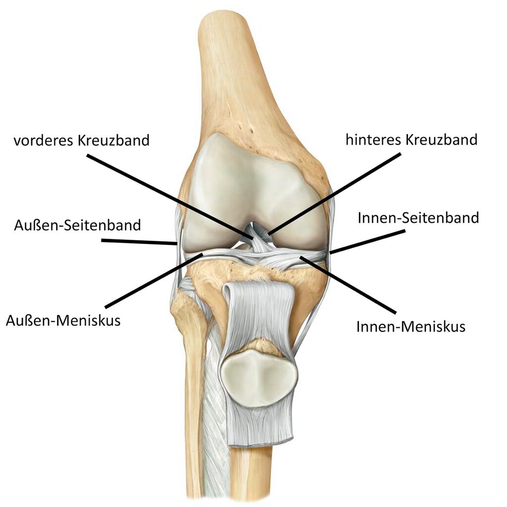 Kreuzbänder, Außenbänder und die Menisken spielen eine wichtige Rolle für eine stabile Gelenkfunktion.